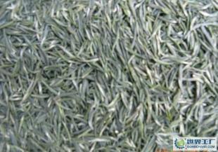 古丈银针 会跳舞的绿茶瑰宝，探索世界工厂网｜茶叶｜食品｜饮料信息库的匠心之作