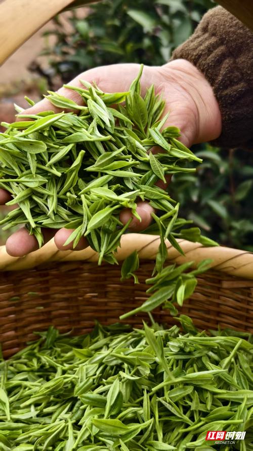 铁香茶业构建起覆盖红茶,绿茶,黄茶,白茶,茉莉花茶的完整产品体系,每
